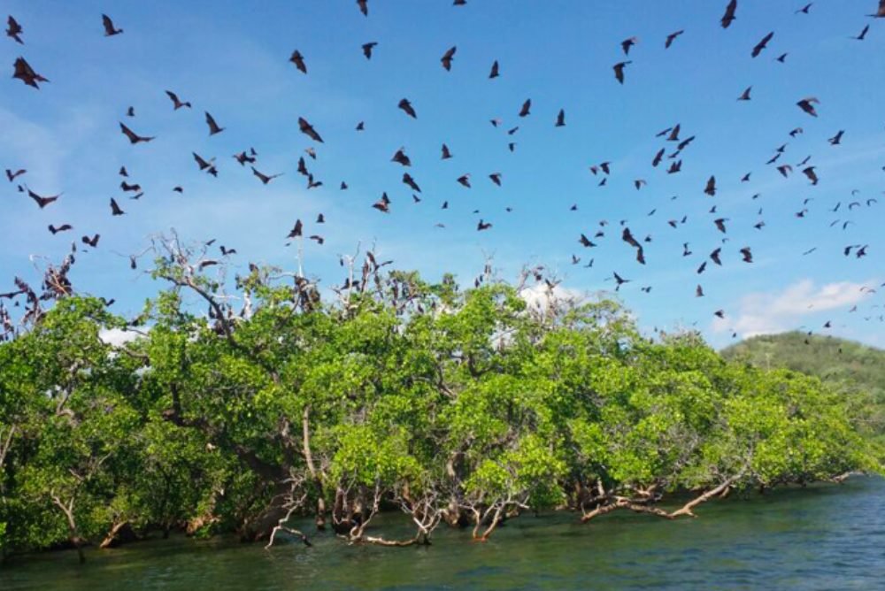 Pulau kalong galeri lelah bahagia