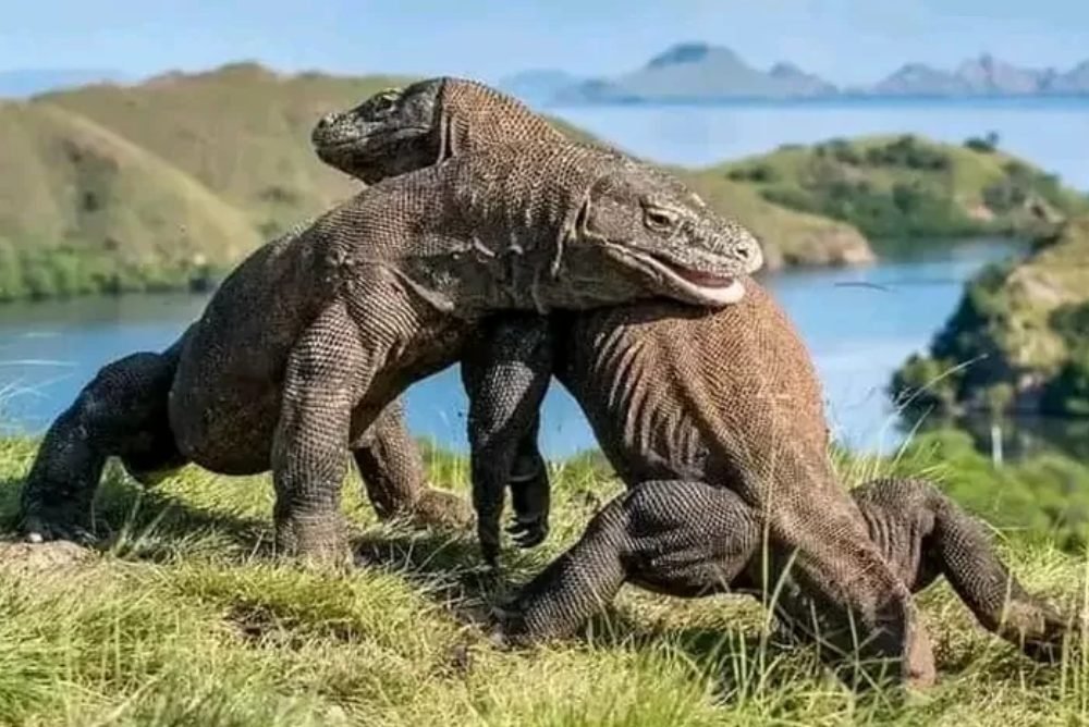 Pulau komodo galeri lelah bahagia