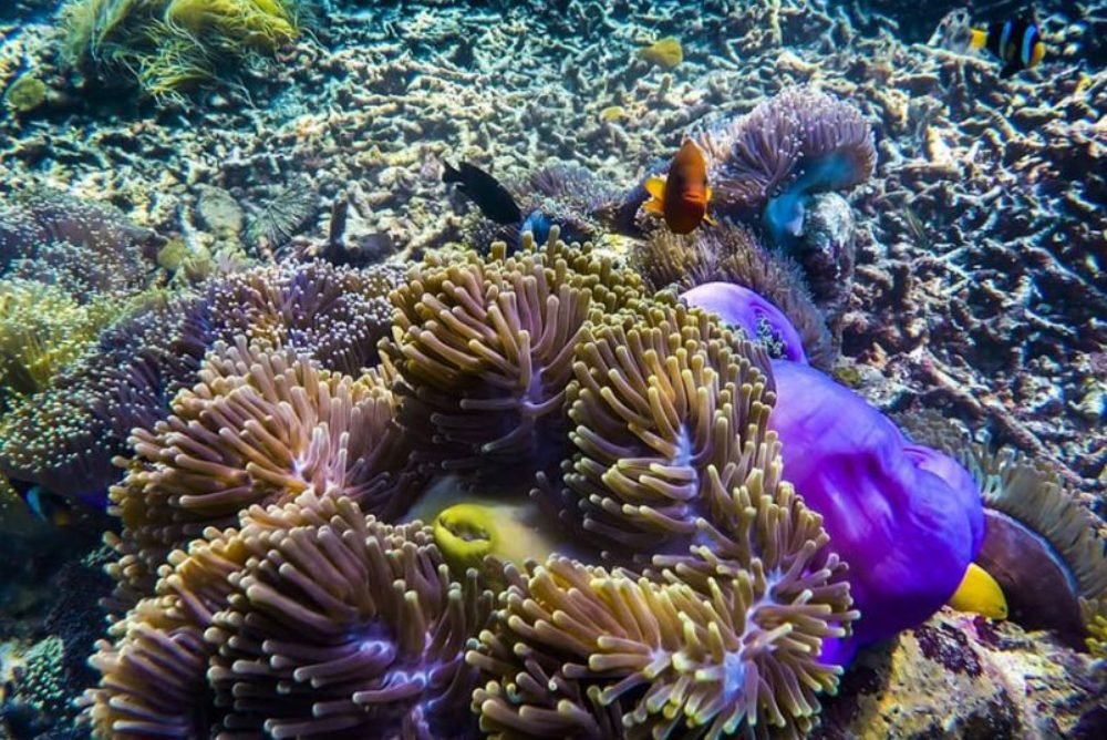 Wisata pahawang lampung