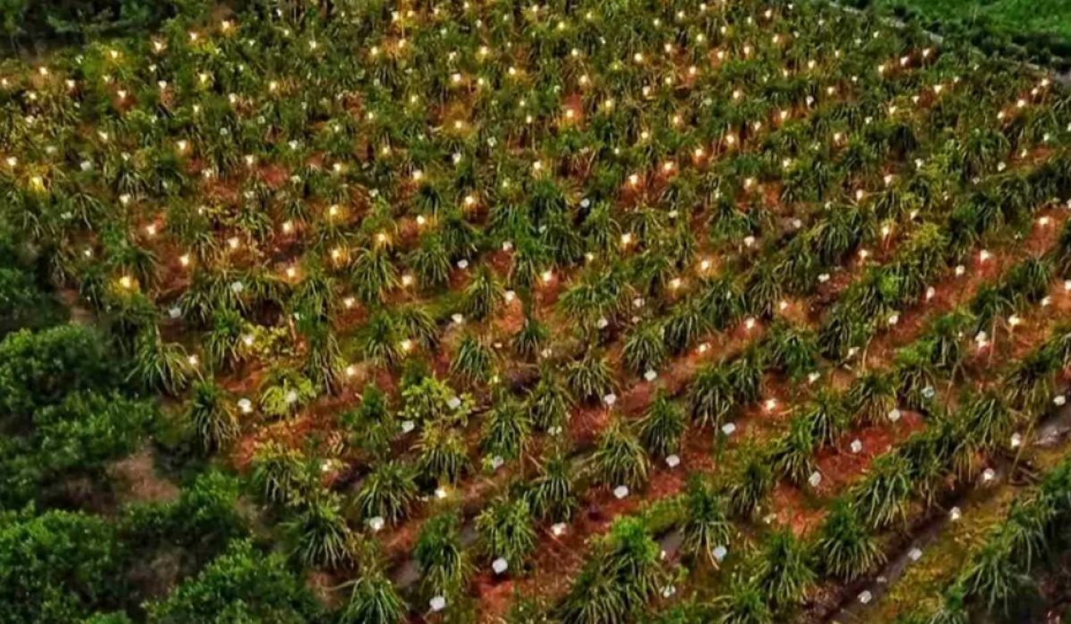 Kebun Buah Naga Galeri lelah bahagia