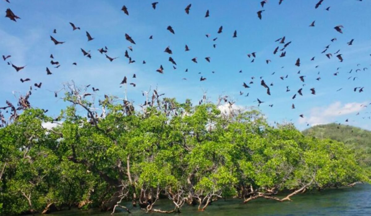 Pulau kalong galeri lelah bahagia