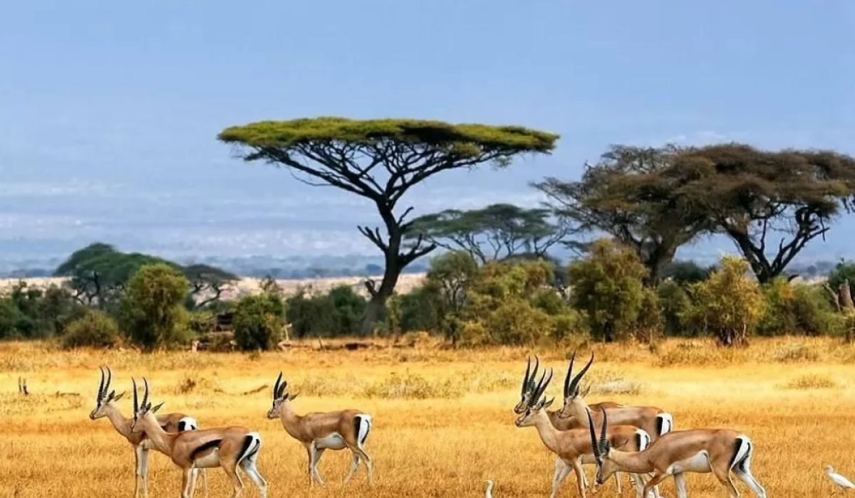 Taman Nasional Baluran galeri lelah bahagia